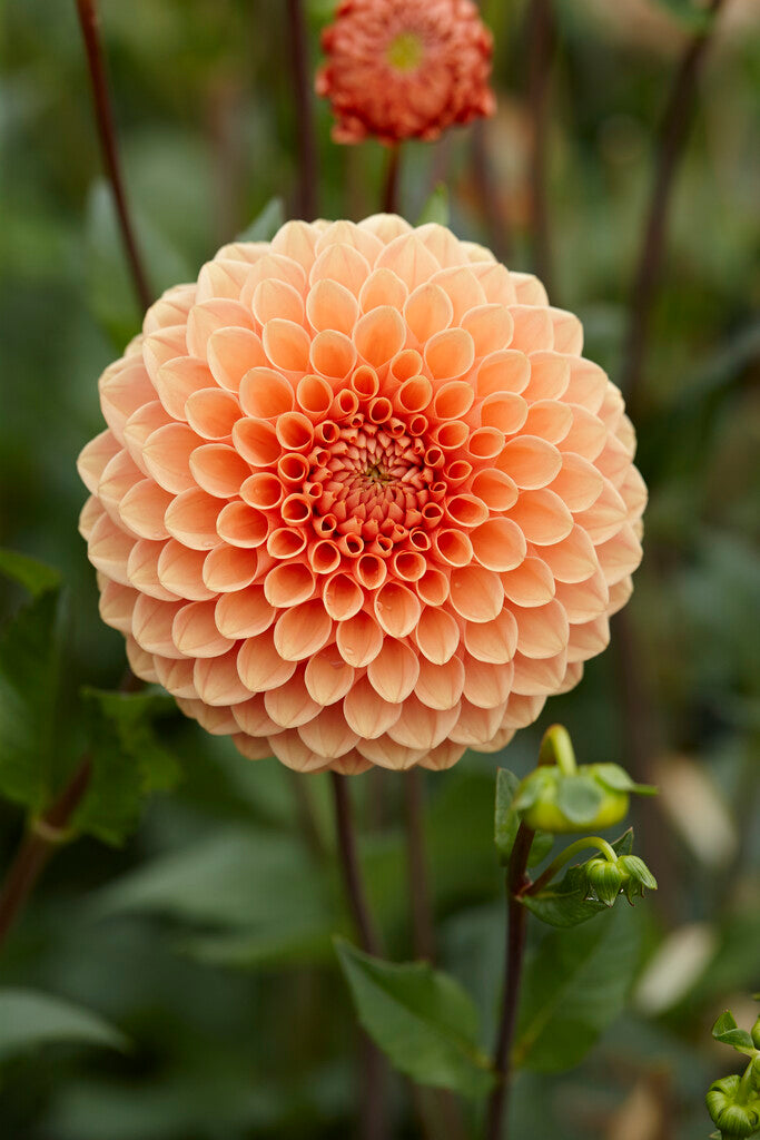 Dahlia Boll Jowey Nicky 1-pack